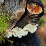 Stereum ochraceoflavum image