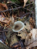 Mycena quiniaultensis image