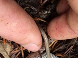Mycena quiniaultensis image