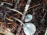 Mycena quiniaultensis image
