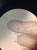 Mycena quiniaultensis image