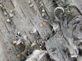Dimerella pineti image