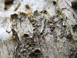 Dimerella pineti image