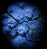 Trapelia coarctata image