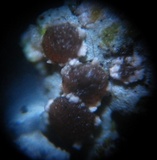 Trapelia coarctata image