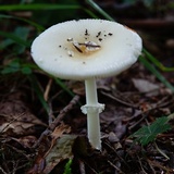 Amanita multisquamosa image