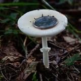 Amanita multisquamosa image