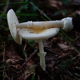Amanita multisquamosa image