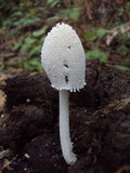 Coprinopsis nivea image