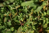 Melampsora euphorbiae image