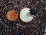 Russula xerampelina var. barlae image