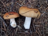Russula xerampelina image