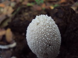 Coprinopsis nivea image