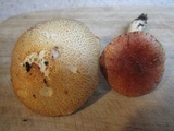 Gymnopilus thiersii image