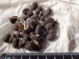 Psilocybe coprophila image