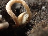 Psilocybe coprophila image