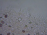 Psilocybe coprophila image