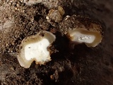 Tremella encephala image