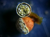 Craterium minutum image