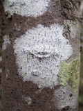 Phaeographis dendritica image