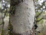 Phaeographis dendritica image
