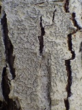 Phaeographis dendritica image