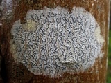 Graphis lineola image