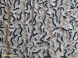 Graphis lineola image