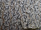 Graphis lineola image