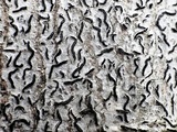 Graphis lineola image