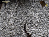 Graphis leptospora image