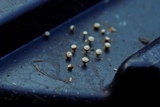 Craterium minutum image