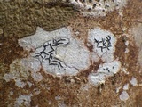 Graphis handelii image