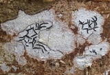 Graphis handelii image