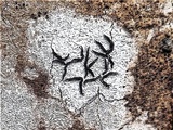 Graphis handelii image