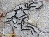Graphis handelii image