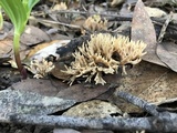 Aphelaria tuberosa image