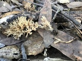 Aphelaria tuberosa image