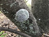 Pertusaria amara f. amara image