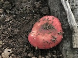 Russula cremoricolor image