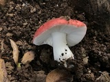 Russula cremoricolor image