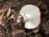 Russula cremoricolor image