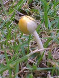 Bolbitius vitellinus image