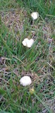 Bolbitius vitellinus image