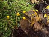 Mycena oregonensis image