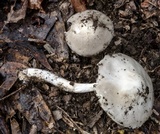 Amanita marmorata image