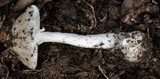 Amanita marmorata image