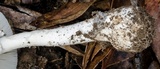 Amanita marmorata image