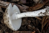 Amanita marmorata image