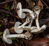 Amanita marmorata image